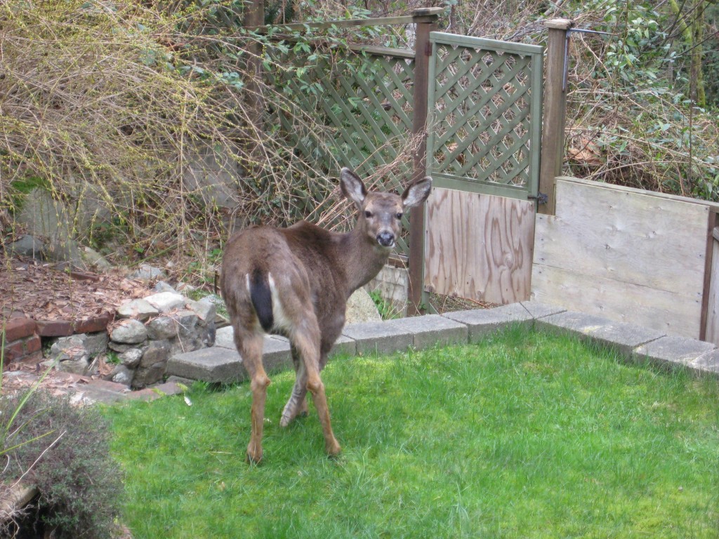 Deer