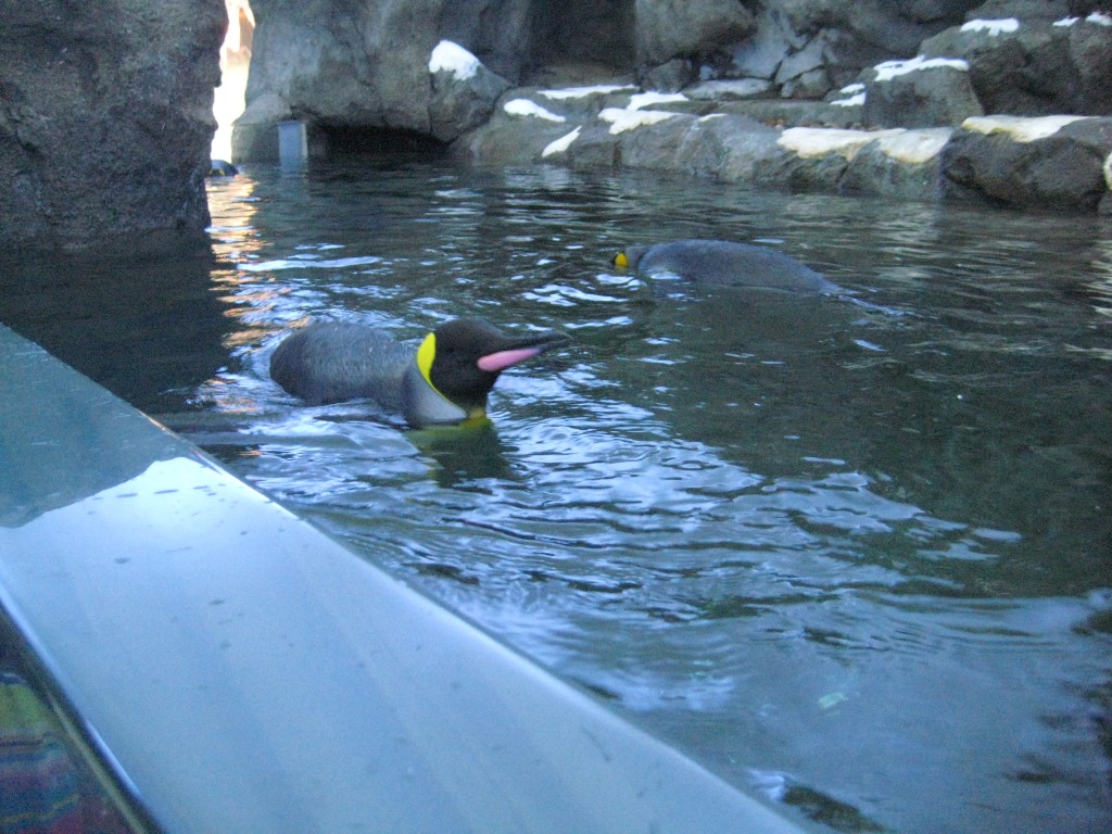 Penguin's Calgary Zoo